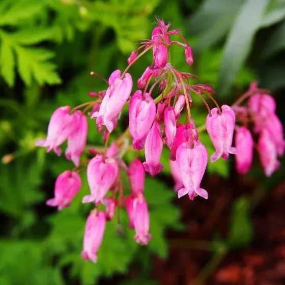 DICENTRA, BLEEDING HEART, AMORE ROSE, #1