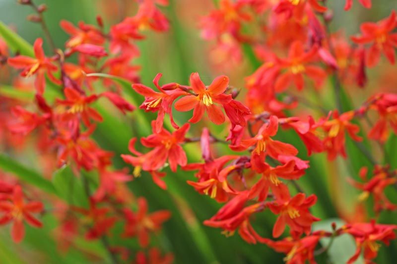 CROCOSMIA, CARMINE, #1