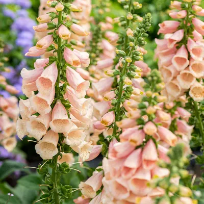 DIGITALIS (FOXGLOVE), DAL. PEACH, #1