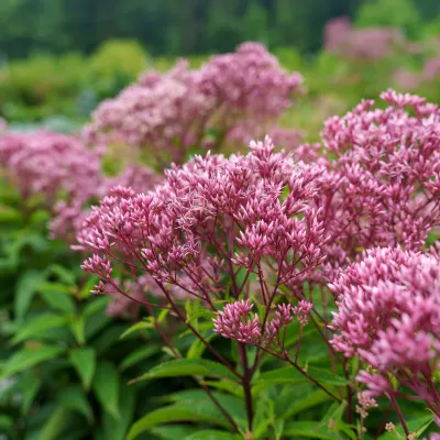 EUPAT., JOE-PYE WEED, PINK, #2