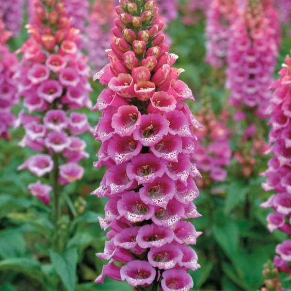 DIGITALIS, FOXGLOVE, CNDY. MTN., #1