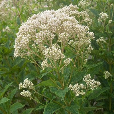 EUPAT., JOE-PYE WEED, WHT., #2