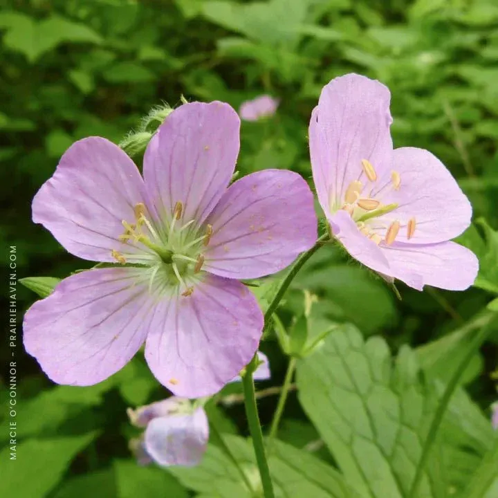 GERANIUM,  WILD, #1