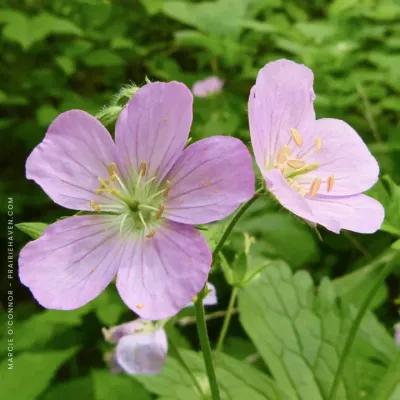 GERANIUM,  WILD, #1