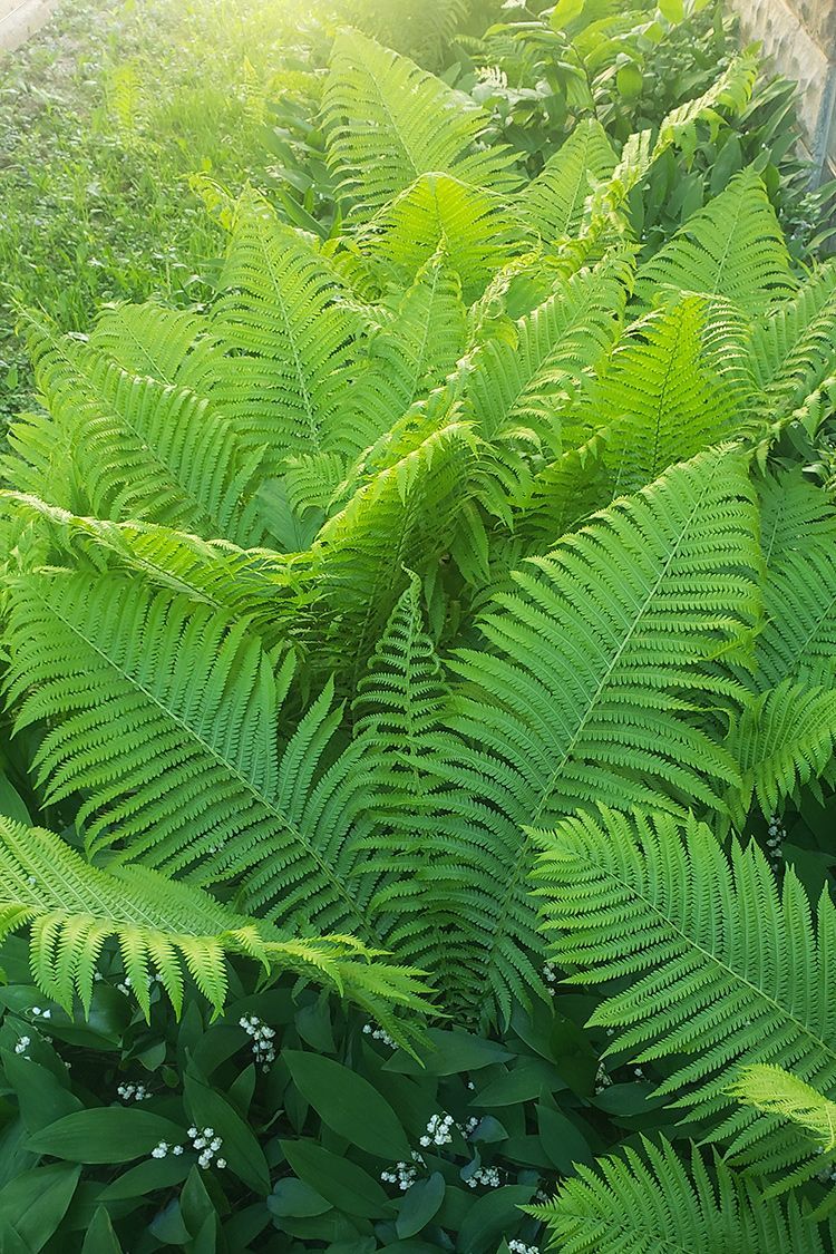 FERN, INTERRUPTED, #1