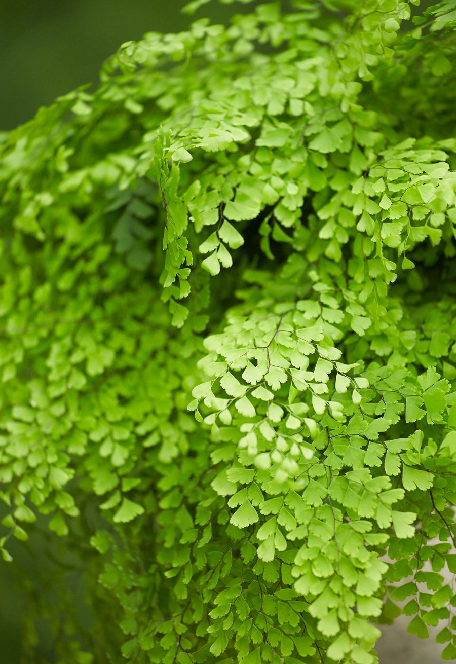 FERN, MAIDENHAIR, #1