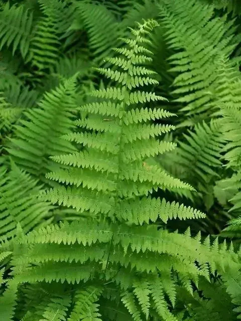 FERN, HAY-SCENTED, #1