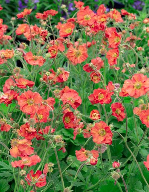 GEUM, CORAL TEMPEST, #1