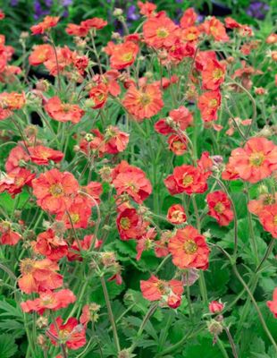 GEUM, CORAL TEMPEST, #1