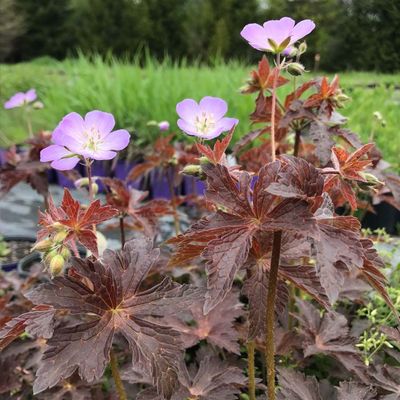 GERANIUM, HUGGY BEAR, #1