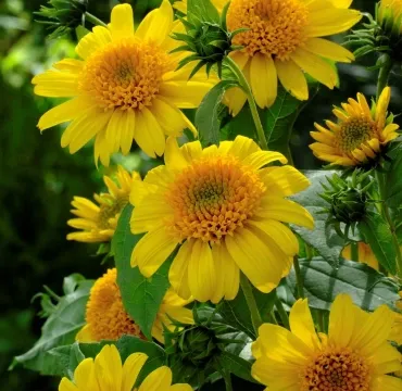 HELIANTHUS, SUN CATCHER, #1