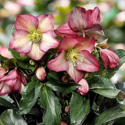HELLEBORE, ICE N' ROSES, ROSALI, #1