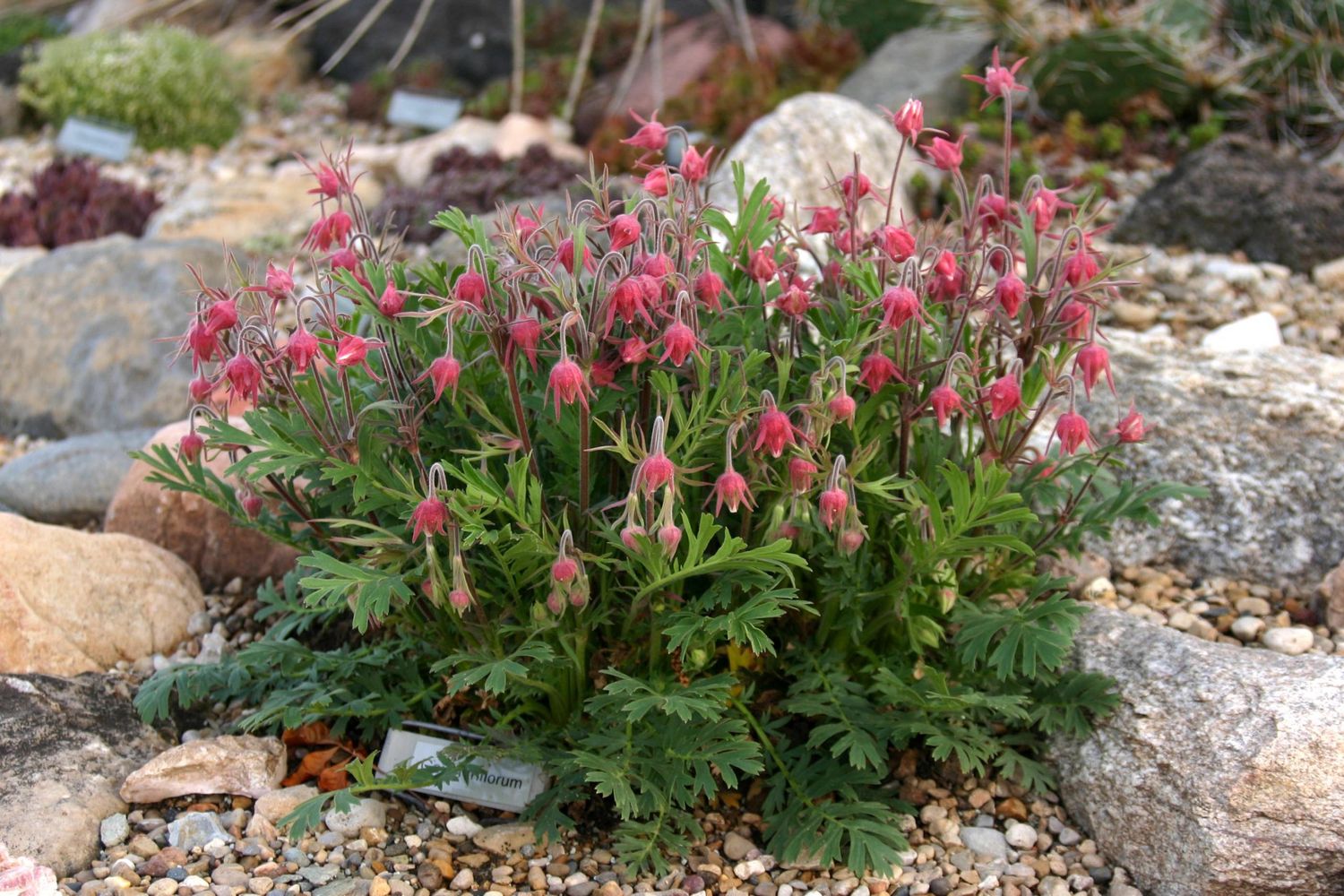 GEUM, PRAIRIE SMOKE, #1