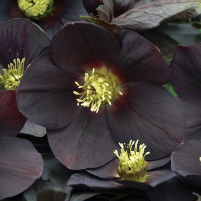 HELLEBORE, NEW YORK NIGHT, #1