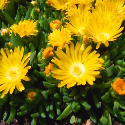 ICE PLANT, GOLD NUGGET, 3.25