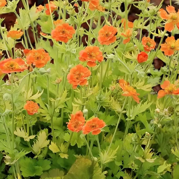 GEUM, SUNKISSED LIME, #1