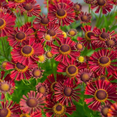 HELENIUM, SIESTA, #1