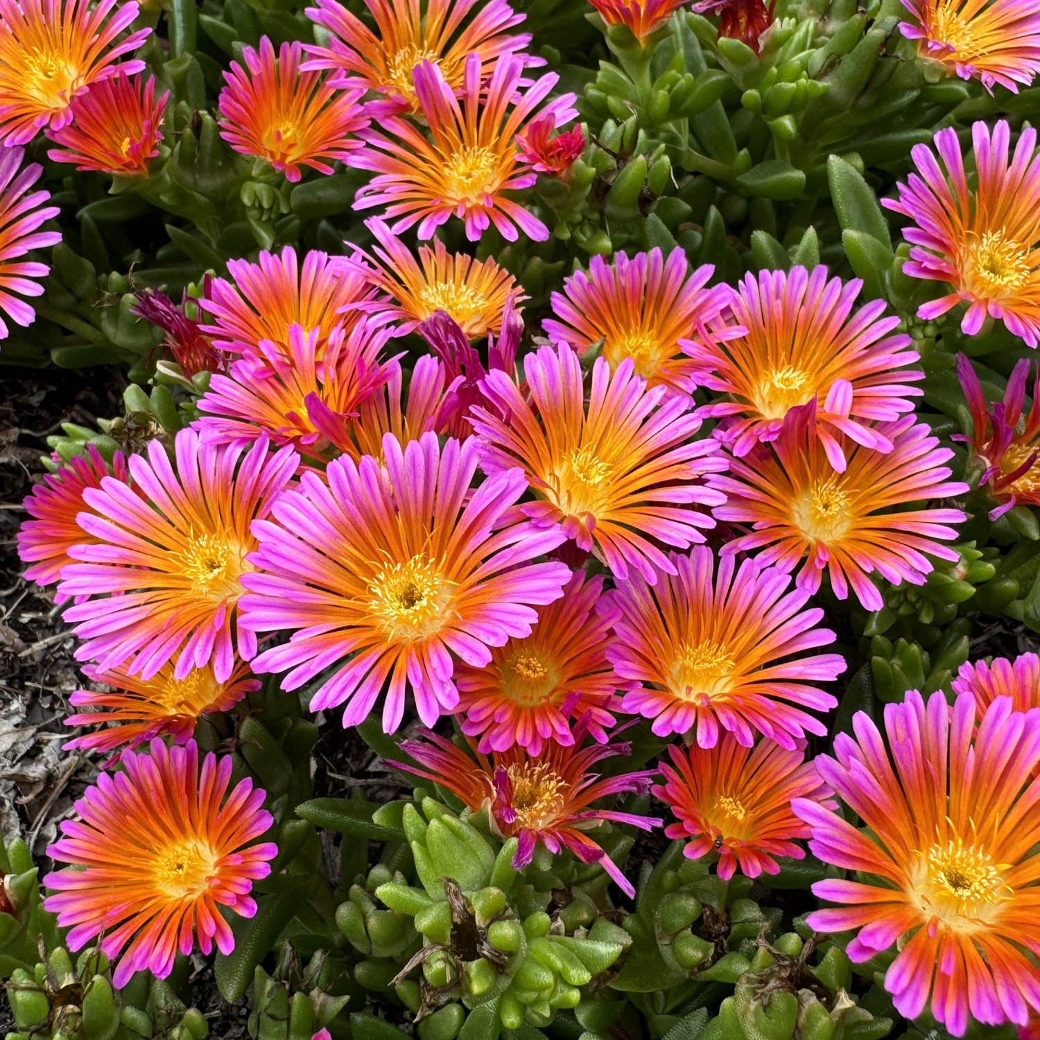 ICE PLANT, ORANGE GLOW, 3.25