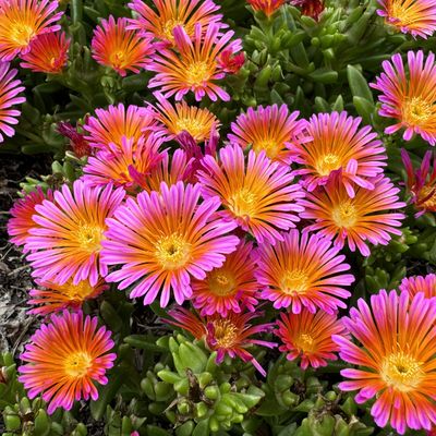ICE PLANT, ORANGE GLOW, 3.25