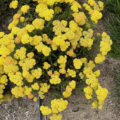 YARROW, SKYSAIL YELLOW, #1