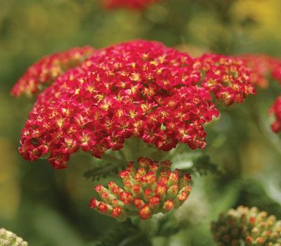YARROW, STRAW. SED., #1