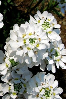 IBERIS, CANDYTUFT, SNOW CONE, #1