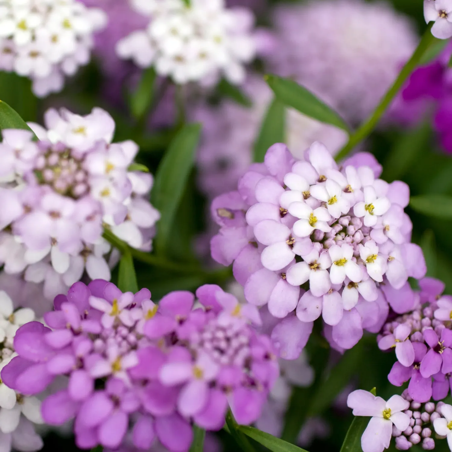 IBERIS, CANDYTUFT, CANDY SORBET, #1