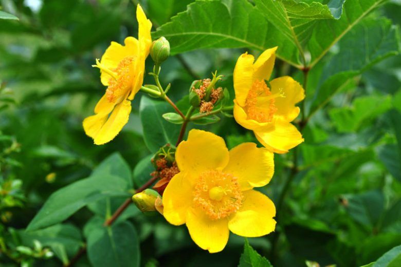 HYPERICUM (ST. JOHNS-WORT), HIDCOTE, #1
