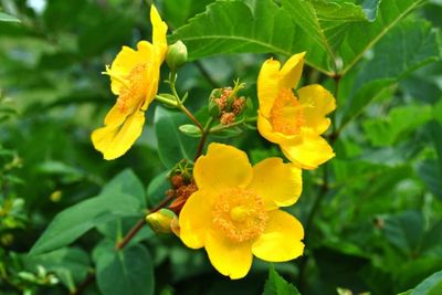 HYPERICUM (ST. JOHNS-WORT), HIDCOTE, #1