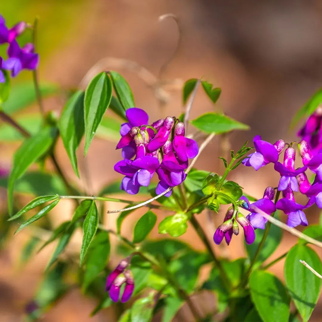 LATHYRUS (VETCH), SPRING FLING, #1