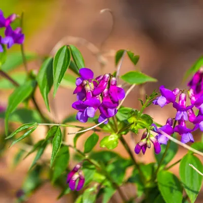 LATHYRUS (VETCH), SPRING FLING, #1