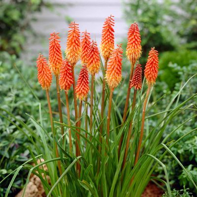KNIPHOFIA, ALCAZAR, #1