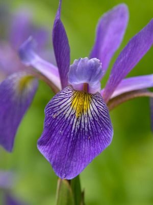 IRIS, PURPLE FLAME, #1