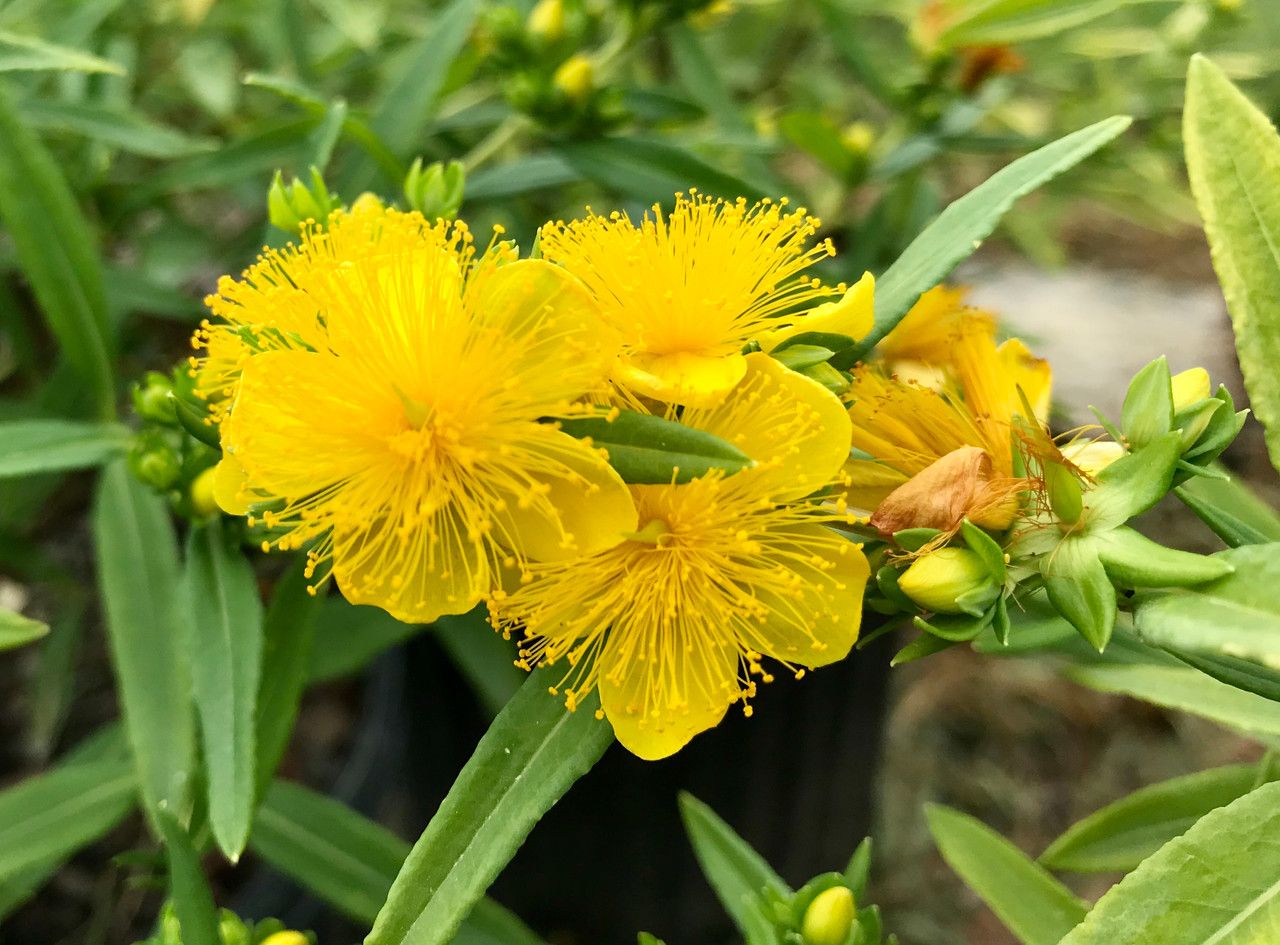 HYPERICUM (ST. JOHNS-WORT), AMES, #2