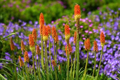 KNIPHOFIA, FLAMENCO, #1