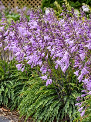 HOSTA, SILLY STRING, #1