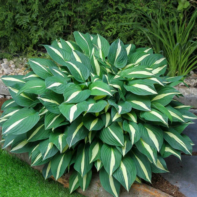 HOSTA, RISKY BUSINESS, #1