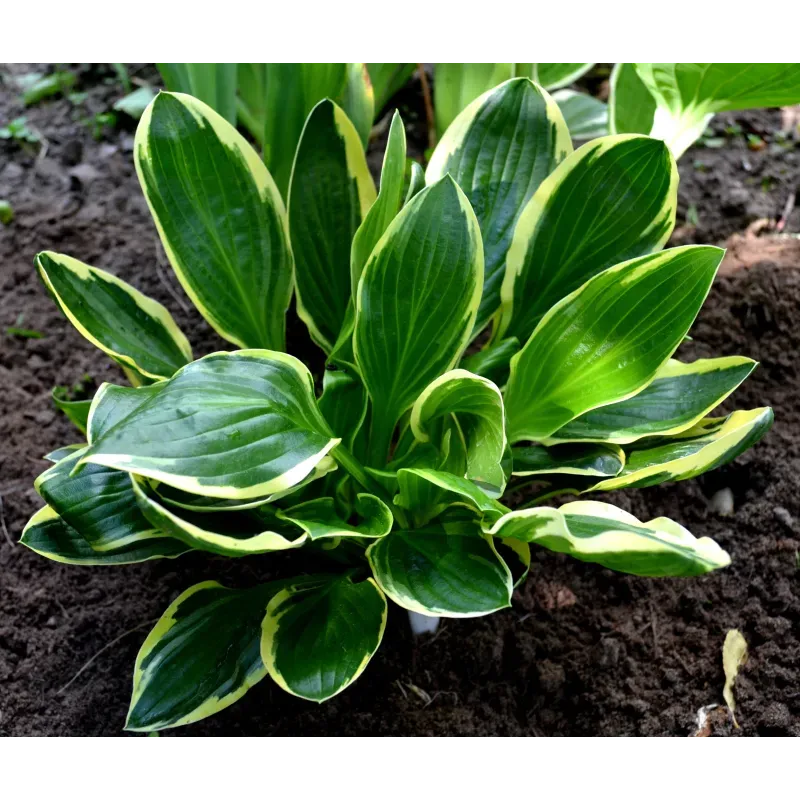 HOSTA, SLICK CHICK, #1