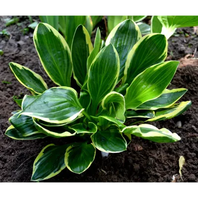 HOSTA, SLICK CHICK, #1
