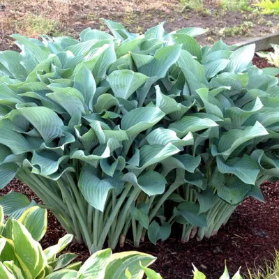 HOSTA, KROSSA REGAL, #1