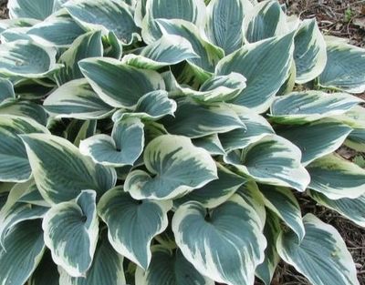 HOSTA, EL NINO, #1
