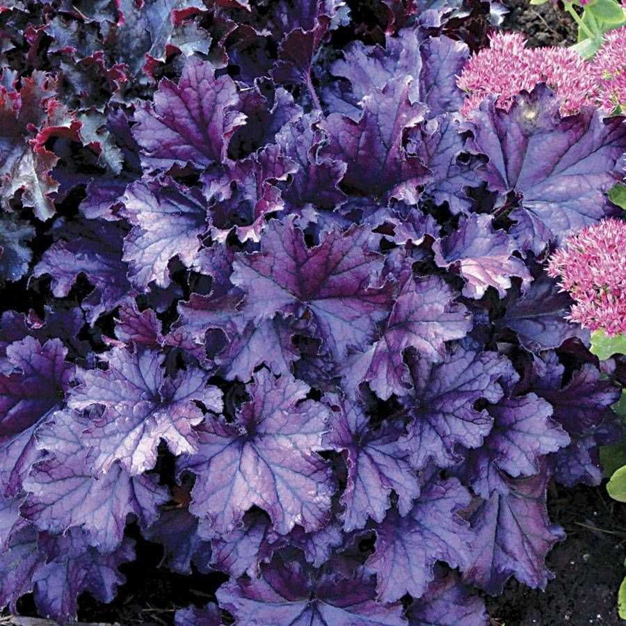 CORAL BELLS, FOREVER PURPLE, #1