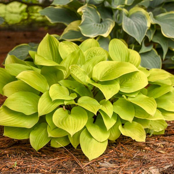 HOSTA, FIRE ISLAND, #1