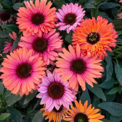 CONEFLOWER, RAINBOW, #1