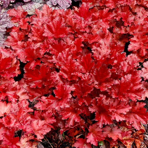 CORAL BELLS, FOREVER RED, #1