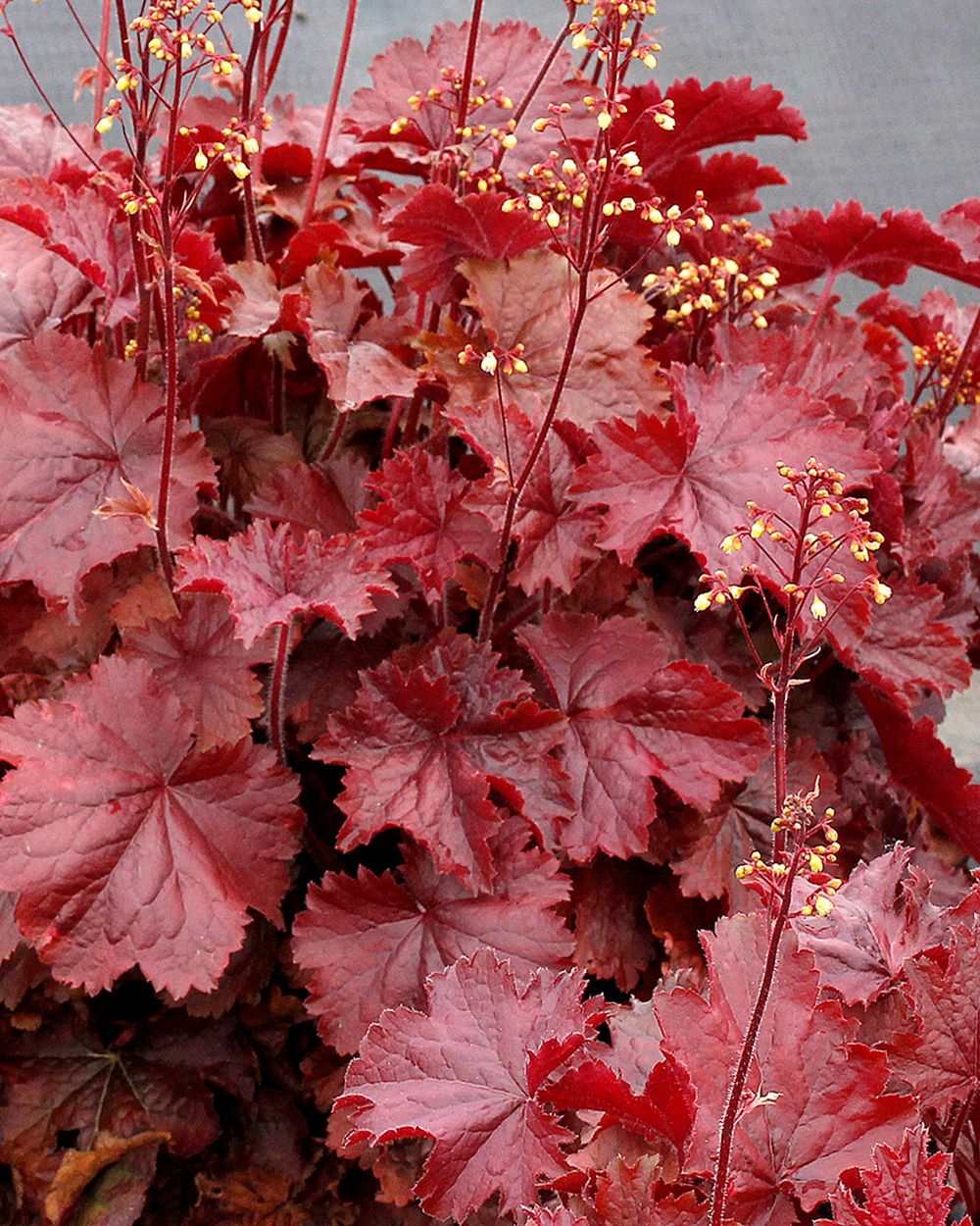 CORAL BELLS, NORTHERN EXPOSURE, #1