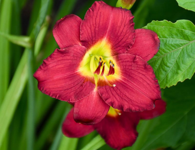 DAYLILY, PARDON ME, #1
