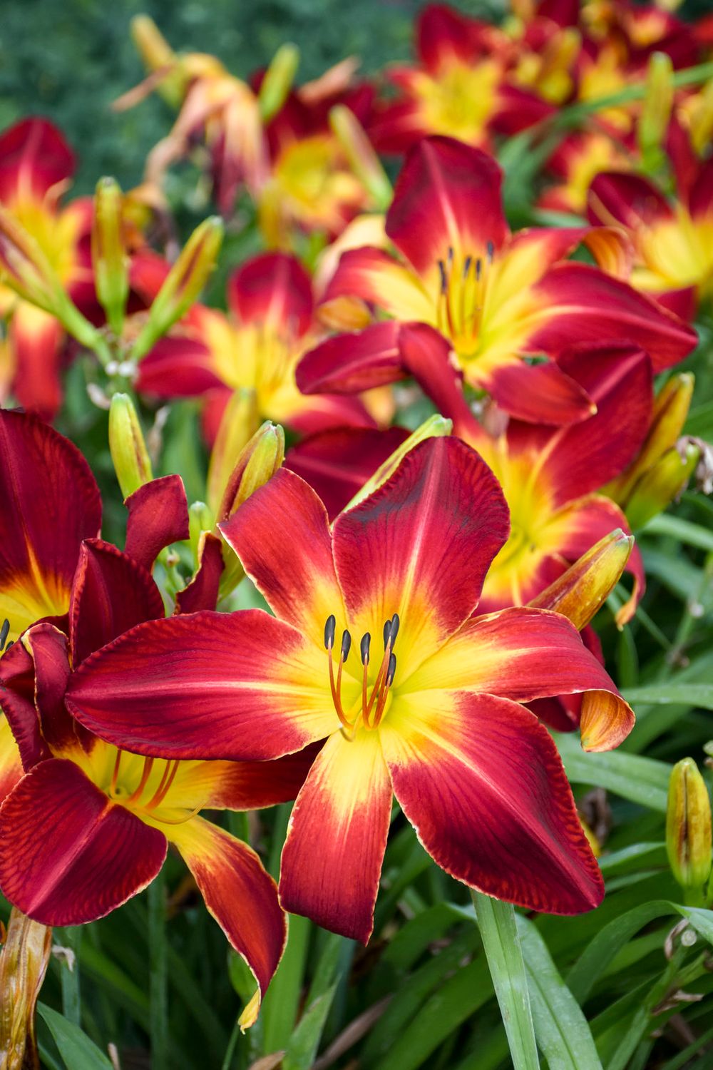 DAYLILY, RUBY SPIDER, #1