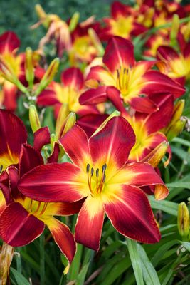 DAYLILY, RUBY SPIDER, #1