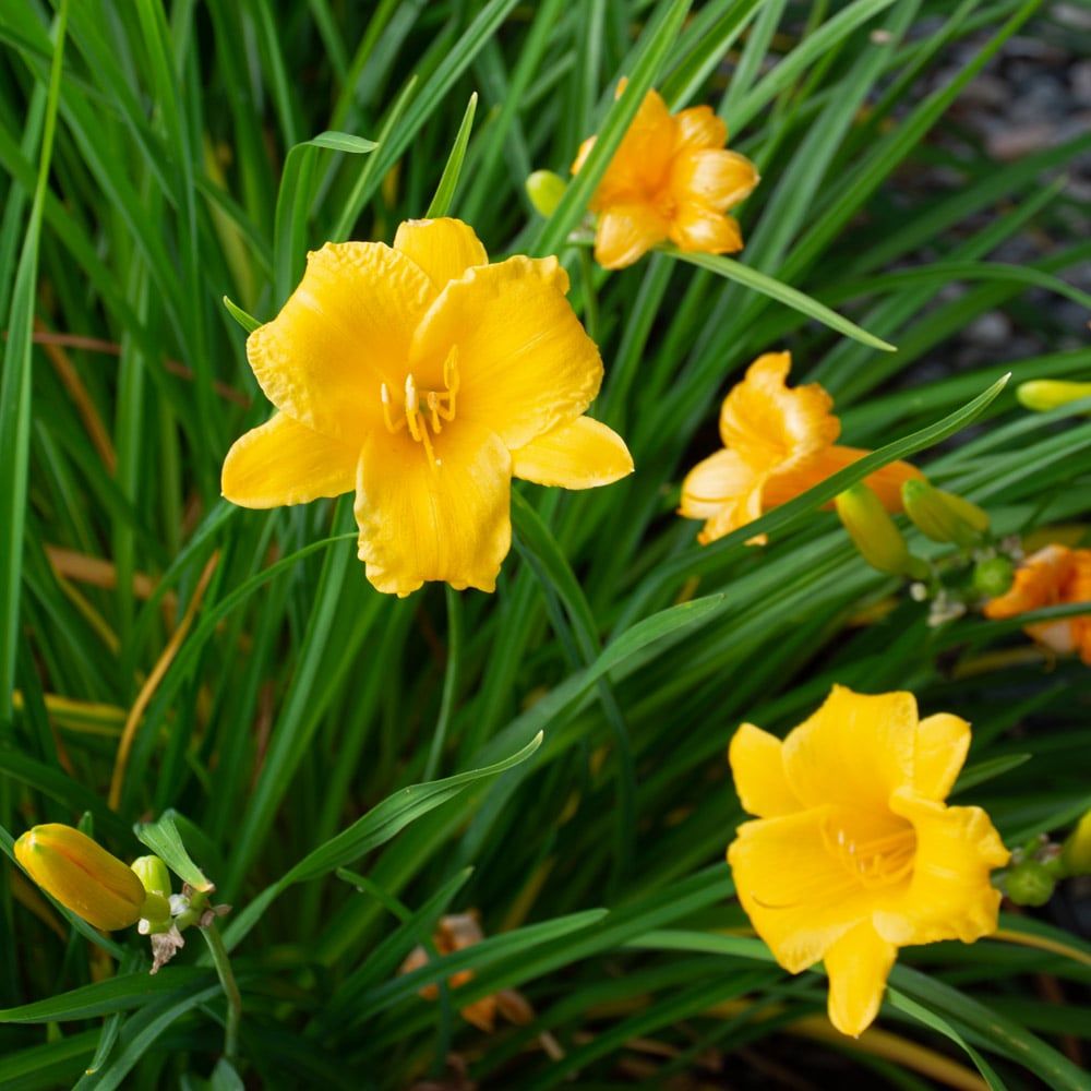 DAYLILY, STELLA, #1